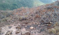 Graves afectaciones sufrió la flora y fauna tras incendio entre Floridablanca y Girón