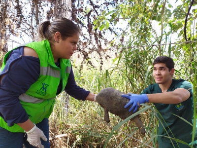 Liberadas 78 tortugas en el humedal El Pantano