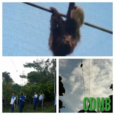 Mañana continúa rescate del oso perezoso