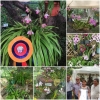 Exposición Nacional de Orquídeas cuenta con altos niveles de calidad