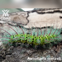 Celebremos el Día Nacional de la Fauna Silvestre, protegiendo a todas las especies