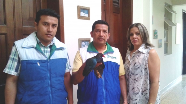 Entregan loro frentiamarillo y guacamaya enana en Floridablanca