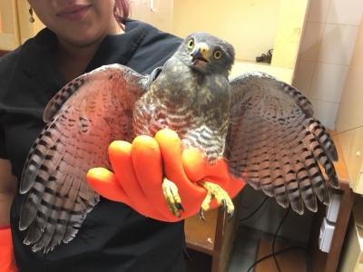 Ingresó al Centro de Fauna un aguilucho que se estrelló en Girón