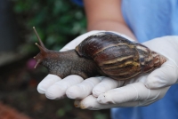 Se inició campaña contra el Caracol Africano