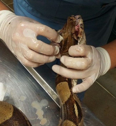 En grave condiciones, fue rescatada una boa constrictor