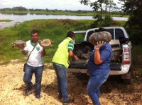 Fueron liberadas 34 tortugas y 5 boas