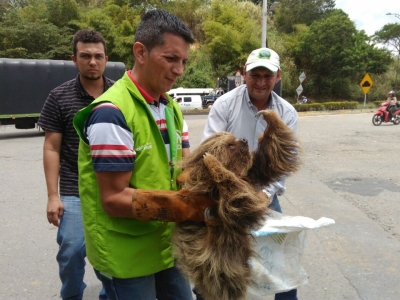 Rescatado un oso perezoso y un chigüiro juvenil hembra