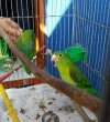 Entregan 3 pericos con las alas cortadas