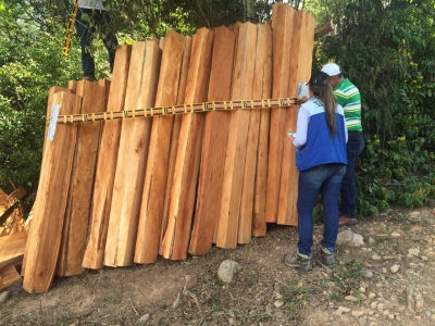 Propietarios de finca en Rionegro talaron árboles de cedro, especie vedada