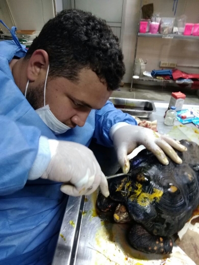 Veterinarios del Centro de Fauna operan exitosamente a una tortuga atropellada