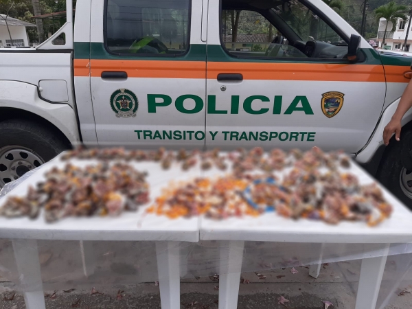 Aberrante decomiso de tortugas hicoteas desmembradas halló la Policía, en condiciones deplorables