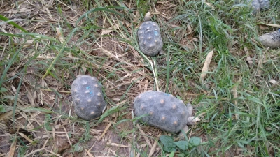 Liberadas 84 tortugas y un gavilán cangrejero