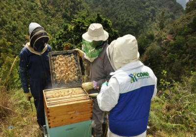 Santurbán una puerta dulce que cuenta con cadena productiva de miel