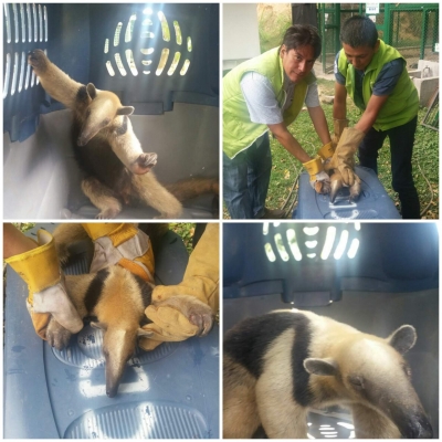 Rescatado Oso Hormiguero en zona rural de Lebrija