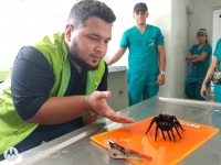 Una Tarántula Negra ingresó al Centro de Fauna