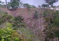 Cien árboles de especies forestales fueron talados en la finca Miraflores de Rionegro