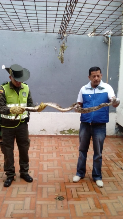 Aparece Boa Constrictor en Acapulco, Girón