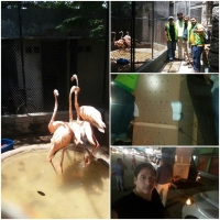 El zoológico de Barranquilla, el nuevo hogar de 4 flamingos rescatados por la CDMB