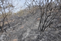 Daños a reserva natural por incendio en Llano grande tardará 30 años para su recuperación