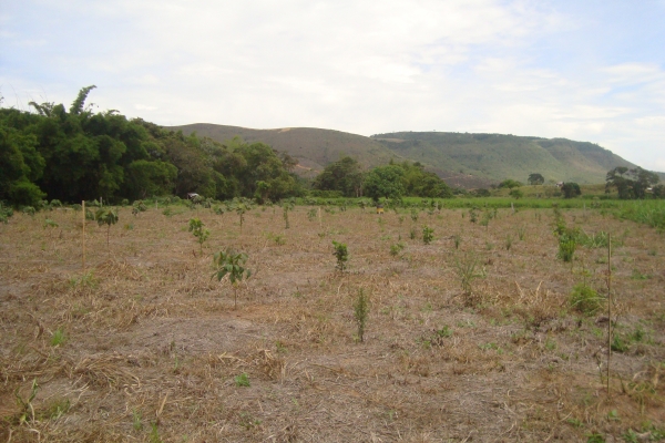 Con revegetalización en La Angula, CDMB protege fuente hídrica que abastece a Lebrija