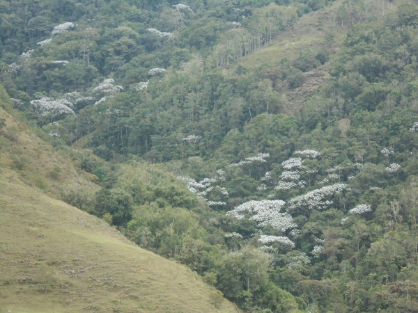 Yarumo, el árbol del mes ( Cecropia telealba)