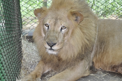 A Sudáfrica viajan este fin de semana los 9 leones entregados por un circo