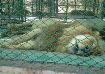 Bitácora felina: ADI llegará en una semana