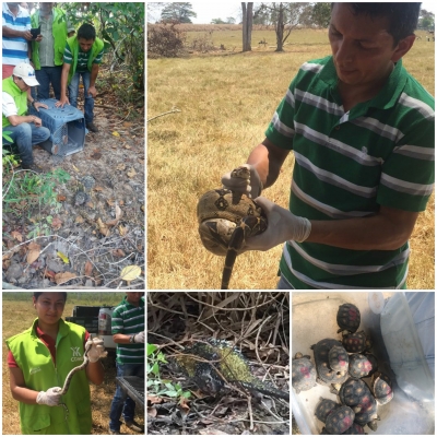 Exitosa jornada de liberación masiva de fauna