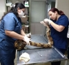 Comienza recuperación de boa constrictor