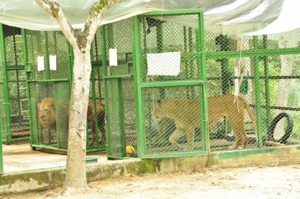 Todo listo para el traslado de los 9 leones a su destino final