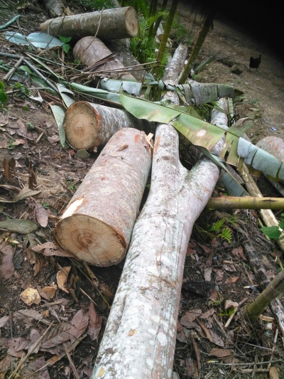 Proceso sancionatorio a Alcaldía de El Playón por aprovechamiento forestal