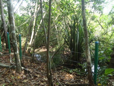 CDMB recibió un predio en compensación por delito ambiental