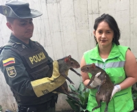 Recuperados dos ñeques de 5 meses