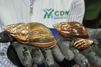 70 kilos de caracol africano fueron recolectados en Cemex