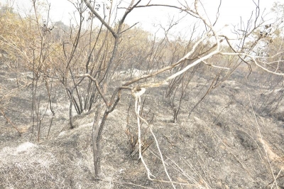 Cdmb evalúa afectaciones ambientales por incendio que destruyó 5 hectáreas en zona rural de Piedecuesta