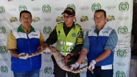 Campesino entrega boa constrictor que halló en su finca