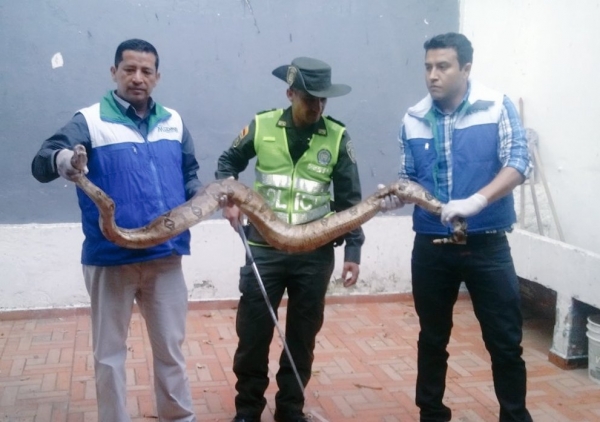 Habitantes de Condominio en Ruitoque encuentra Boa de 3 metros