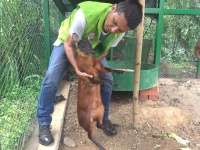 Grupo de Fauna y Flora rescató una venada