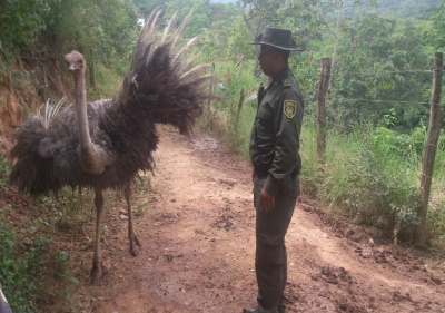 CDMB hará seguimiento a Avestruz hallada en finca privada