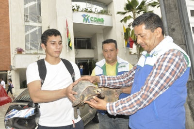 Joven entrega dos morrocoy para el cuidado de la CDMB