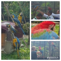 Liberamos 15 guacamayas en el aviario