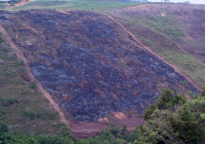 32 árboles de especies nativas fueron talados en Lebrija