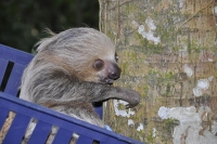 Oso Perezoso de regreso a la libertad