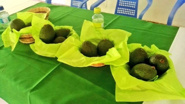 Productores de aguacate Hass certificados en prácticas agrícolas