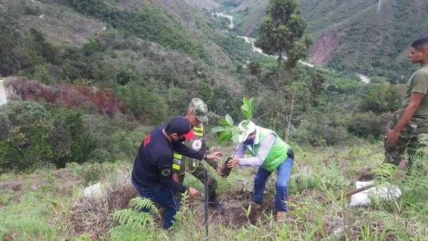 Fueron sembrados  dos mil árboles  en Charta y El Playón en Santander