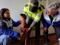 Venado atacado por perros es valorado en el Centro de Fauna de la CDMB