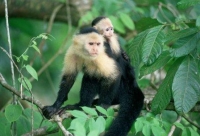 Monos cariblanco se rehabilitarán en reserva de Sabana de Torres