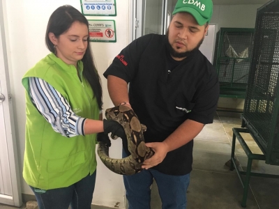 Apareció una boa en conjunto residencial de Floridablanca