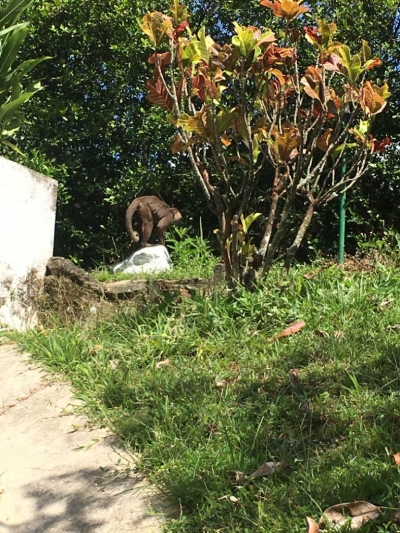 Tres horas de persecución duró rescate de mono cariblanco