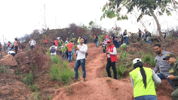 En Día del Árbol, CDMB y entidades unidas siembran 250 árboles en Cerro La Cantera